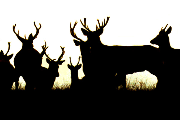 Beinghunted. Deer